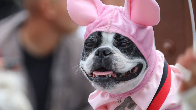 Haute Dog Howl'oween Free Photobooth 2017 Anderson Real Estate Group