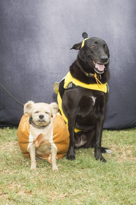 Haute Dog Howl’oween Parade