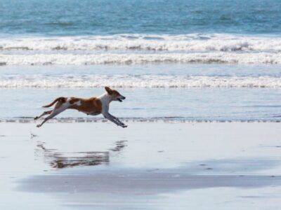 30-Minute Beach Clean Up!